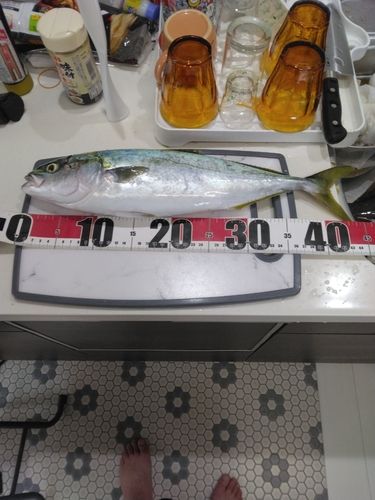 ハマチの釣果
