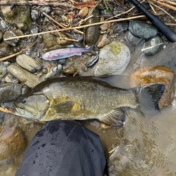 スモールマウスバス