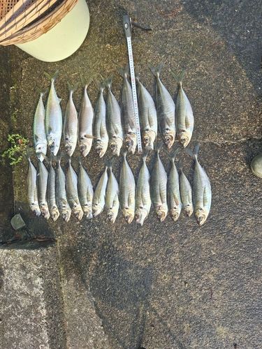 アジの釣果
