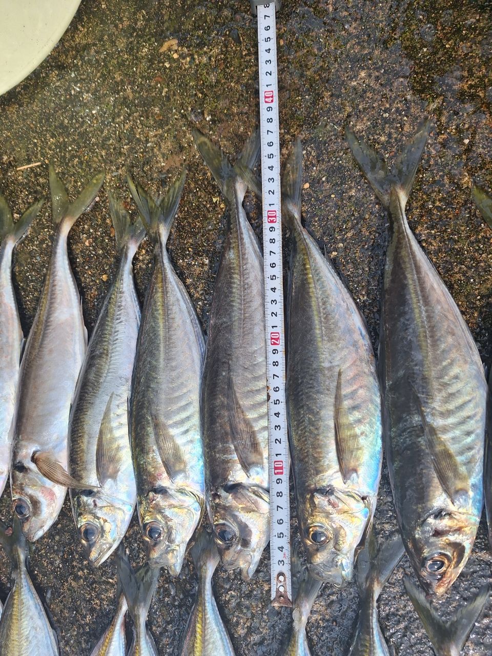 アジ