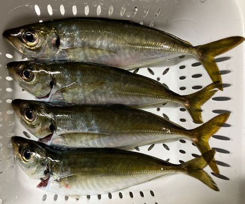 アジの釣果