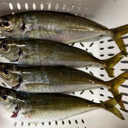 アジ