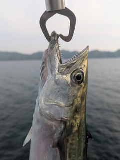 サゴシの釣果