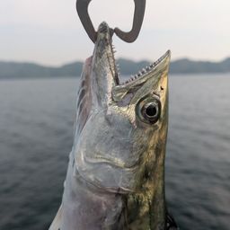 サゴシ