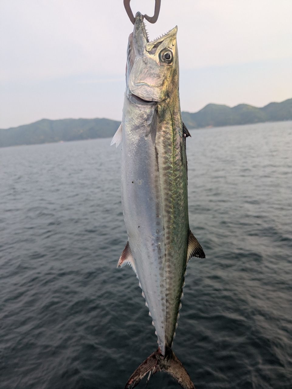 サゴシ
