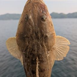 マゴチ