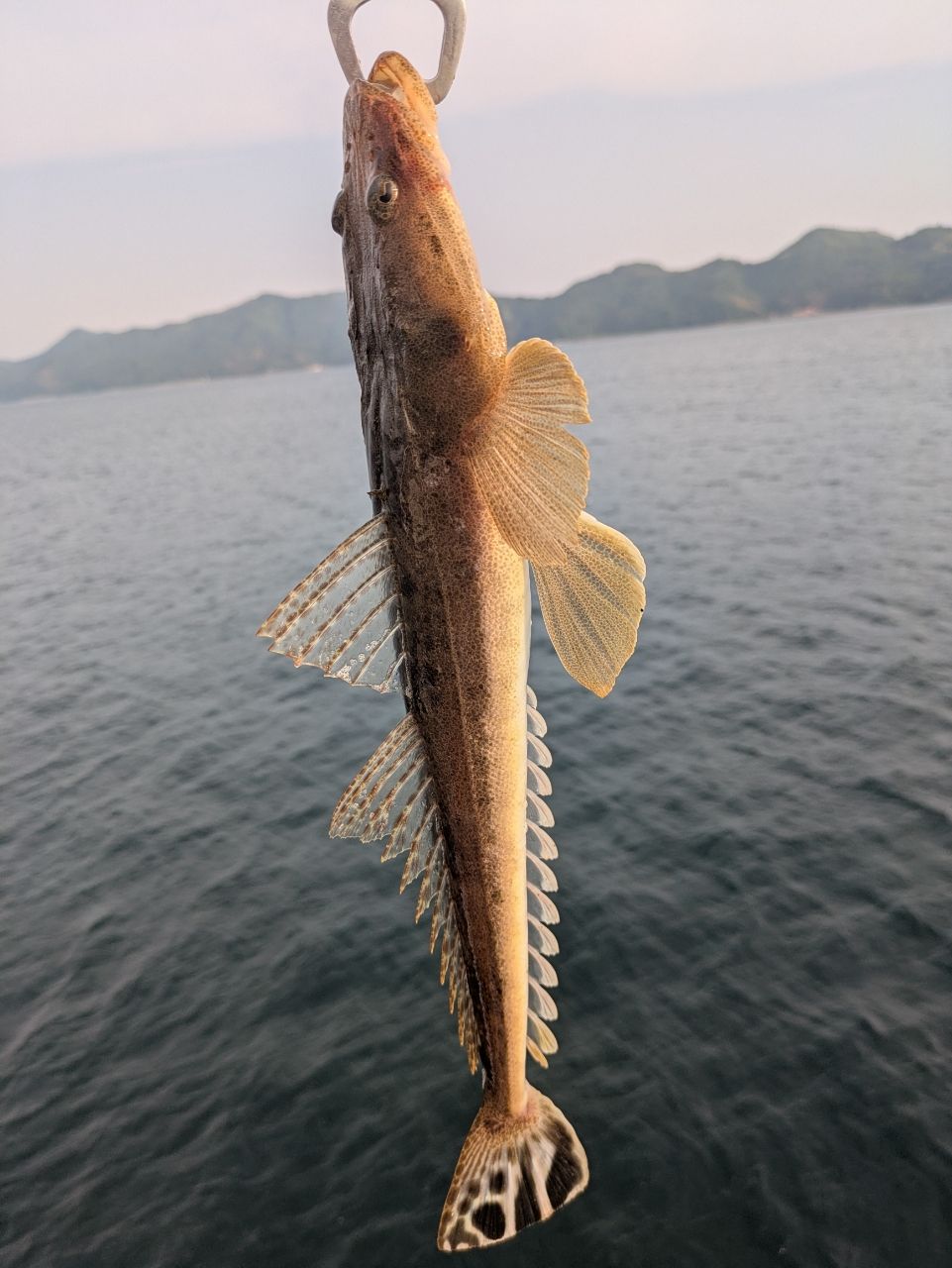 マゴチ