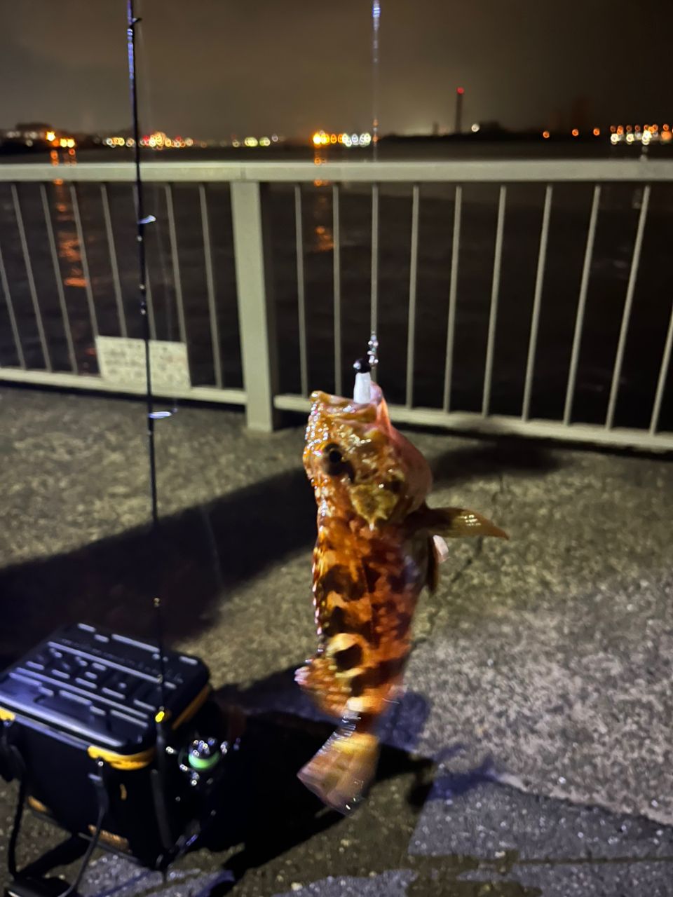 カサゴ