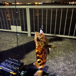 カサゴ