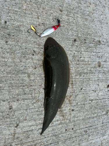 シタビラメの釣果