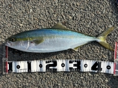 ハマチの釣果