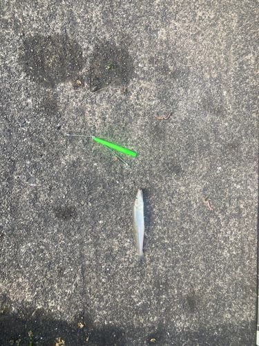 シロギスの釣果