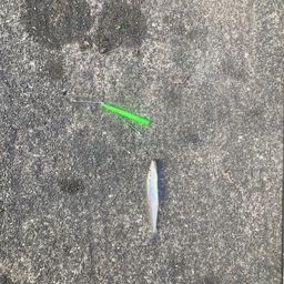 シロギス