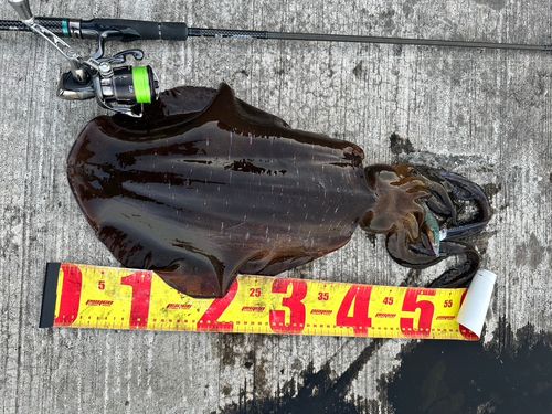 アオリイカの釣果