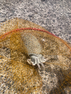 シリヤケイカの釣果
