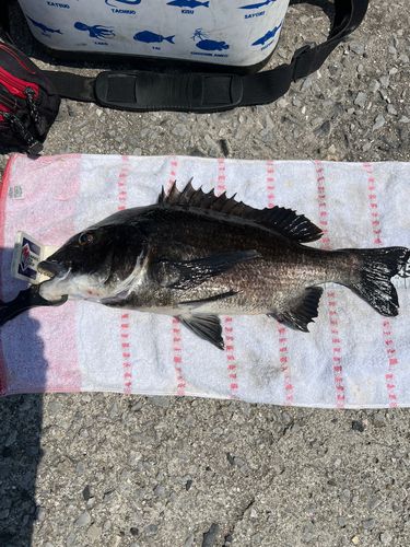 クロダイの釣果