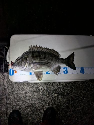 クロダイの釣果