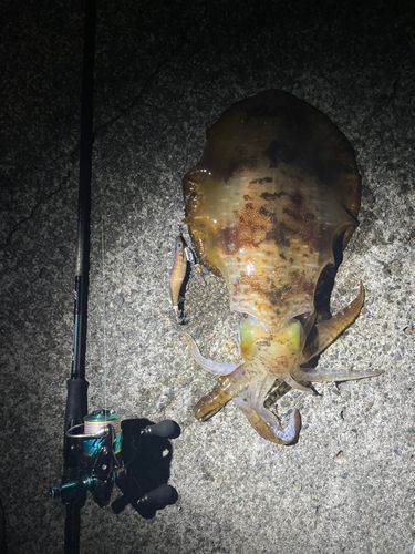 アオリイカの釣果