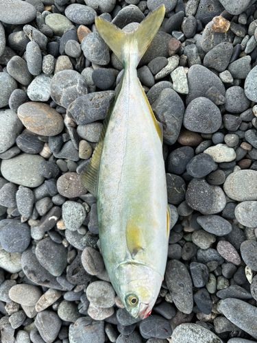ワカシの釣果