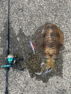 アオリイカの釣果