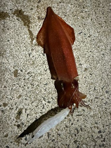 ヤリイカの釣果