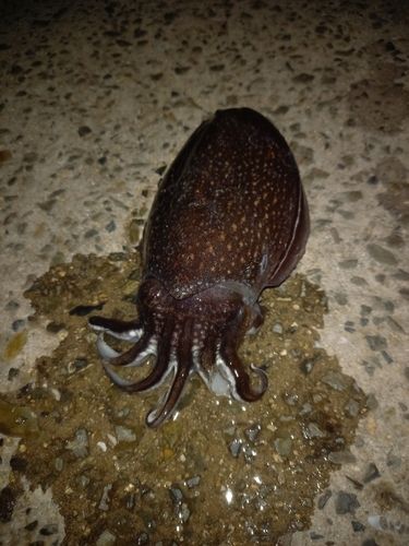 シリヤケイカの釣果