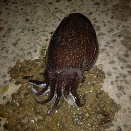 シリヤケイカ