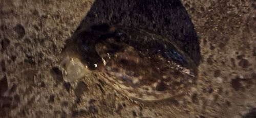 マツバイカの釣果