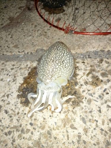 シリヤケイカの釣果
