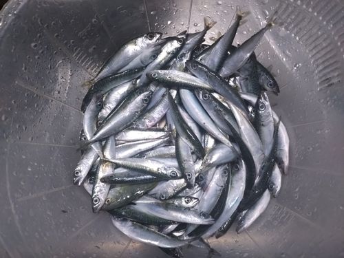 サバの釣果