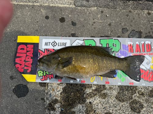 スモールマウスバスの釣果