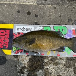 スモールマウスバス