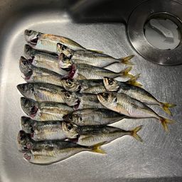 アジ