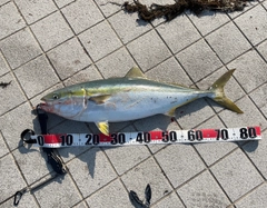 ブリの釣果