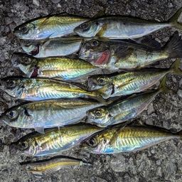 アジ