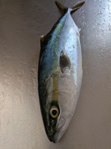 フクラギの釣果