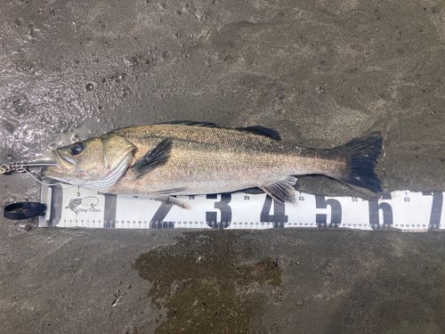 マルスズキの釣果