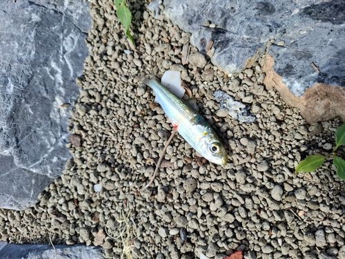 ミズンの釣果