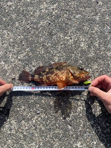 カサゴの釣果