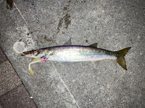 カマス