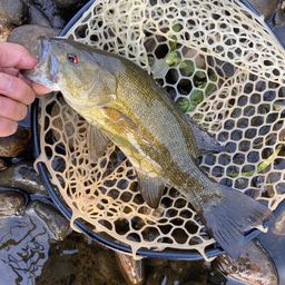 スモールマウスバス