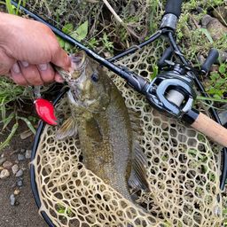 スモールマウスバス