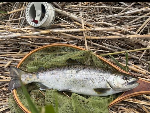 ヤマメの釣果
