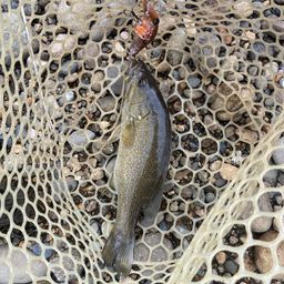 スモールマウスバス