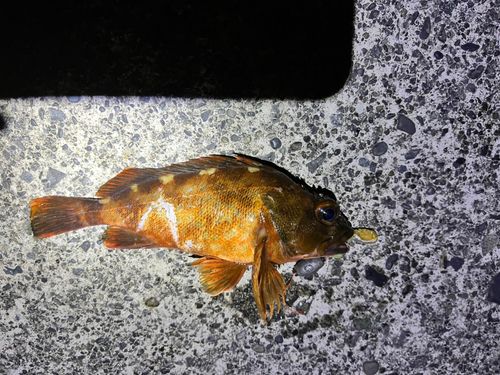 カサゴの釣果