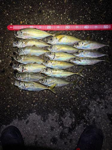 アジの釣果