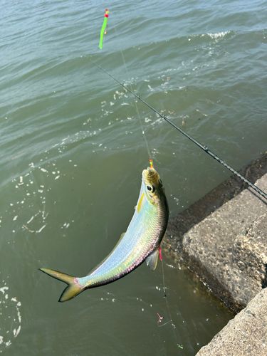ヒラの釣果