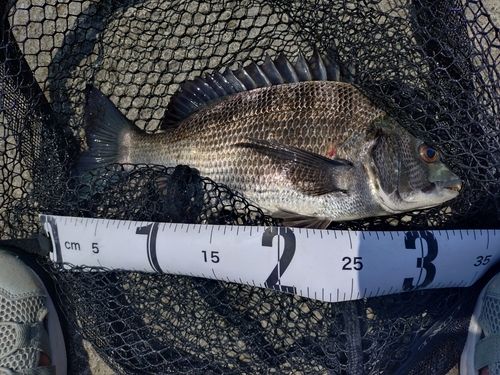 クロダイの釣果