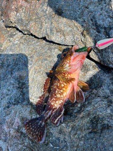 アラカブの釣果