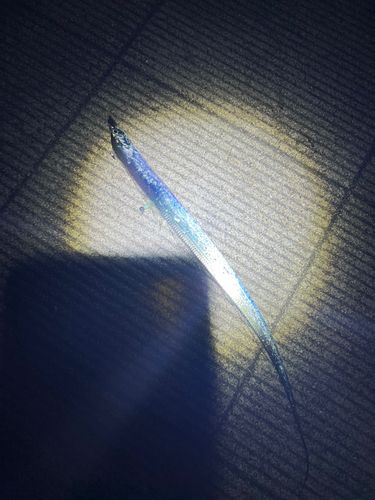 タチウオの釣果